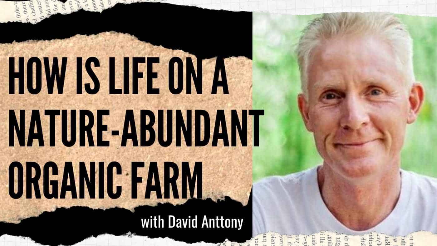 David Anttony: Life on a Nature-Abundant Organic Farm (#84)